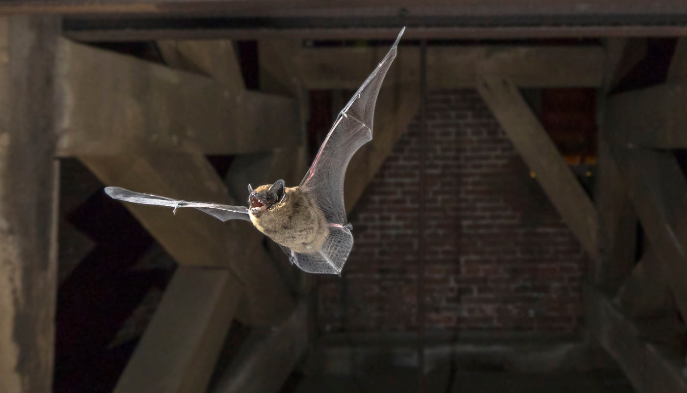 A pipistrelle bat in flight inside a timber-framed roof space